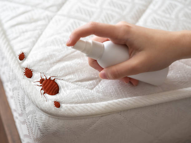 Best Termite Control Services  in Chantilly, VA