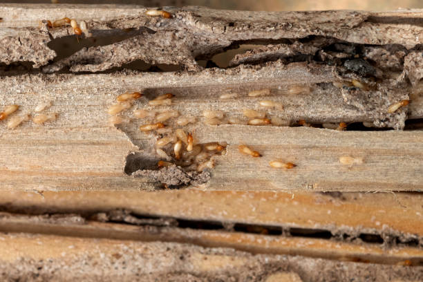 Best Flea Control Services  in Chantilly, VA