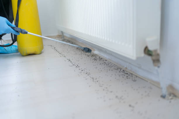 Best Affordable Pest Control Services  in Chantilly, VA