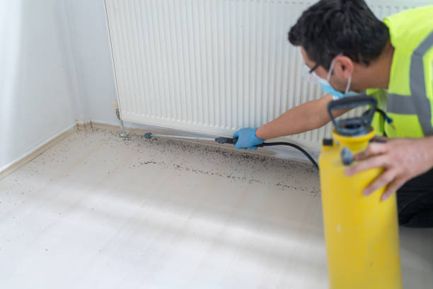 Best Wasp Removal Services  in Chantilly, VA